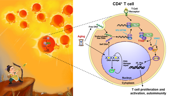 肖意傳研究組揭示CD4<sup>+</sup> T細(xì)胞中新的DNA感知通路及其介導(dǎo)衰老相關(guān)自身免疫病的調(diào)控機(jī)制