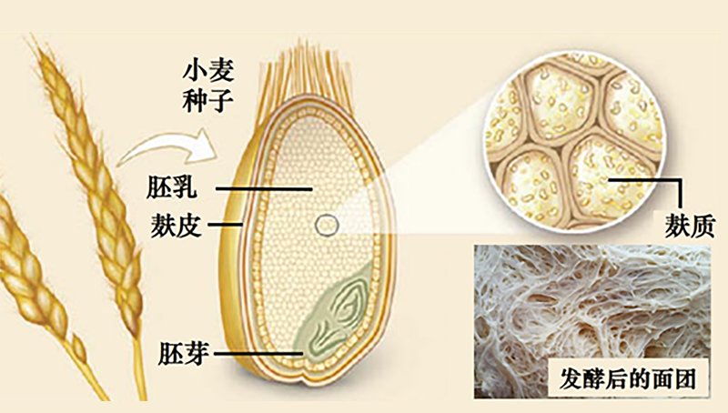 宗耕研究組揭示麩質(zhì)攝入量與2型糖尿病風險之間的關(guān)系